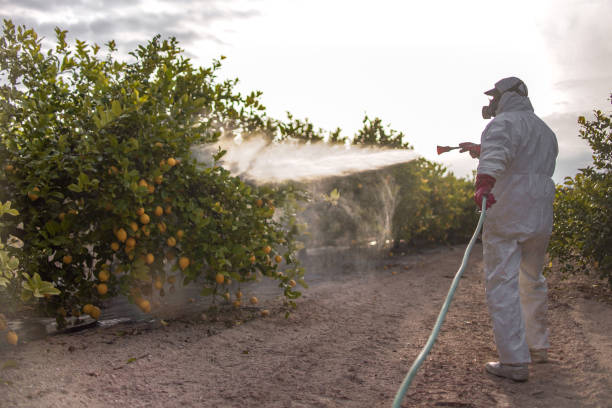 Wasp Removal Services in Richmond, MI