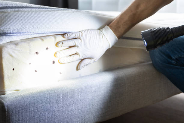 Best Flea Control Services  in Richmond, MI