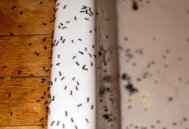 Best Spider Control Near Me  in Richmond, MI